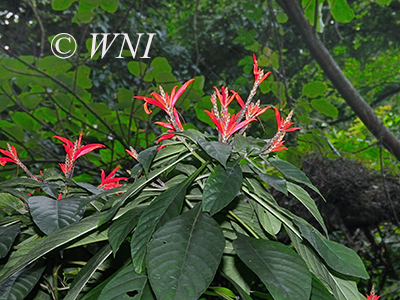Aphelandra pulcherrima